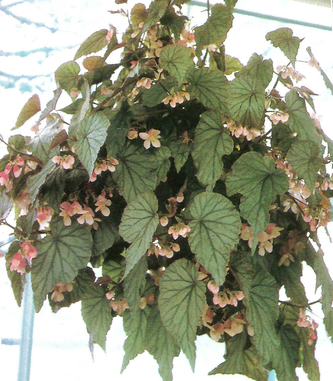 B. ‘Margaritacea’